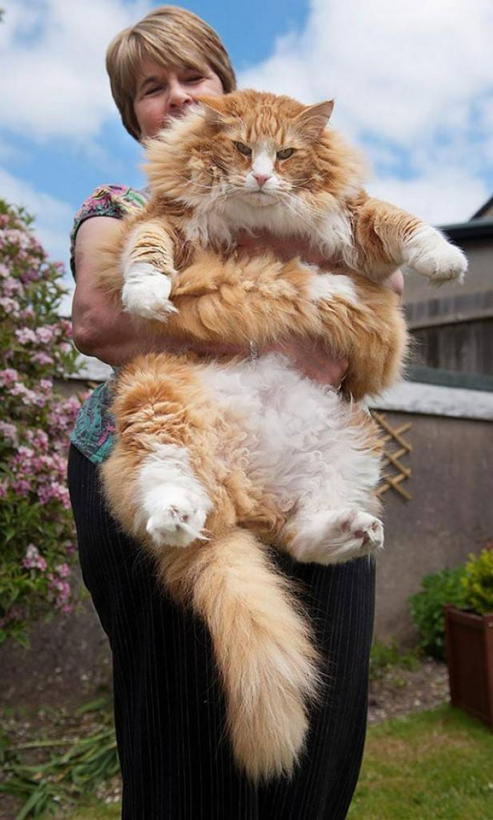 14 Maine Coon Cats That Are So Enormous They Make All The Other Cats Look Like Kittens