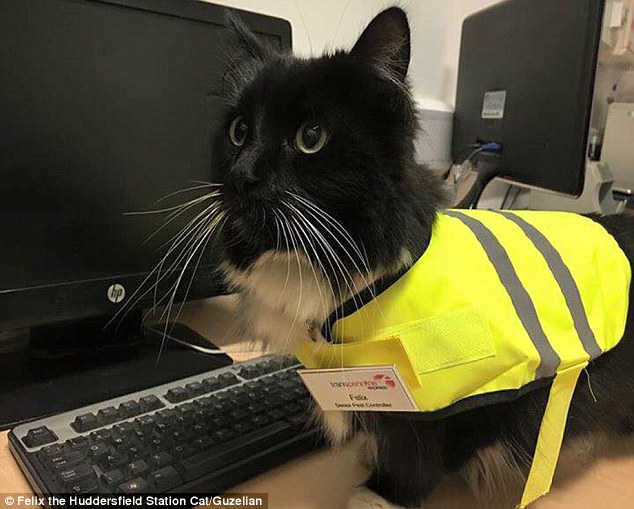 The feline enforcer! Huddersfield train station’s patrolling moggie Felix is promoted to Senior Pest Controller, complete with a new uniform and badge. – The News Volcano