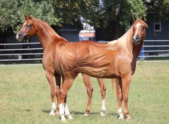 Majus and Majician - The Extraordinary Journey of Arabian Horses Defying All Odds