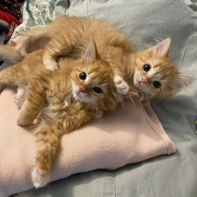 Twin kittens were so overjoyed to have a comfortable place to stay that they thrived and grew into happy ginger cats, filled with contentment. – The News Volcano