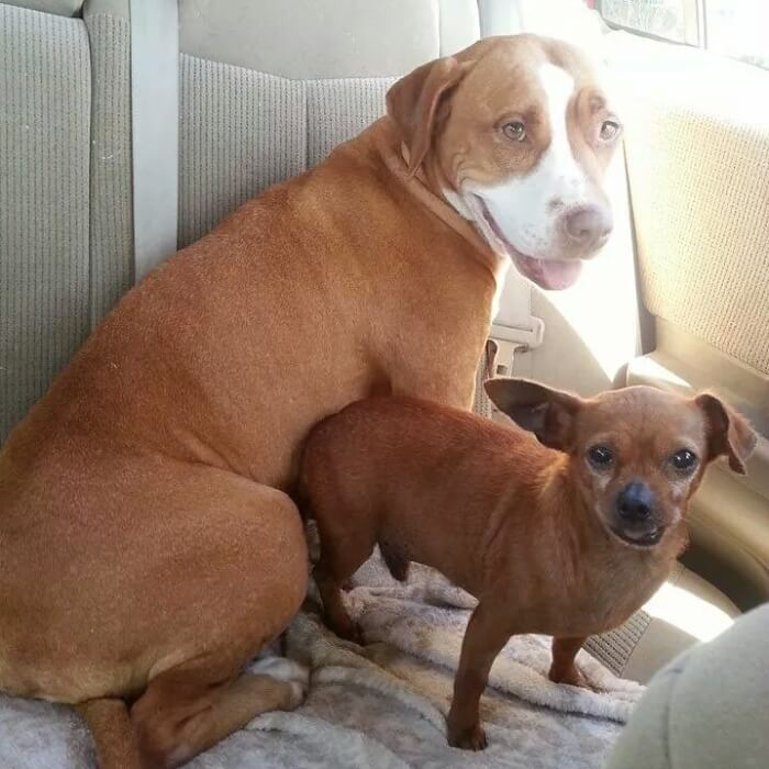 Bound by an unbreakable bond, two shelter dogs refuse to live without each other and insist on being adopted together, proving the power of friendship. – newsvaults.com