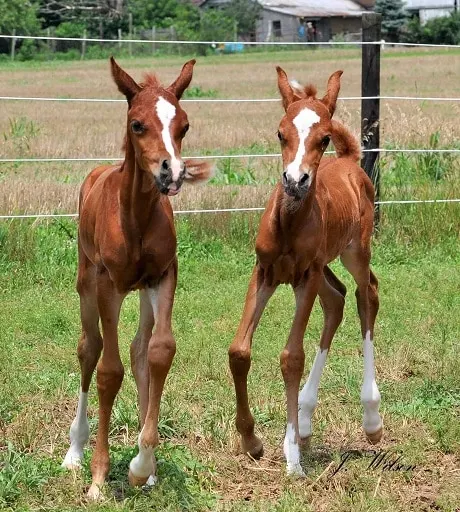 Majus and Majician - The Extraordinary Journey of Arabian Horses Defying All Odds