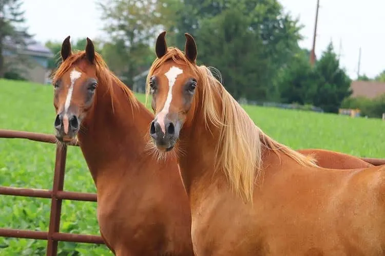 Majus and Majician - The Extraordinary Journey of Arabian Horses Defying All Odds