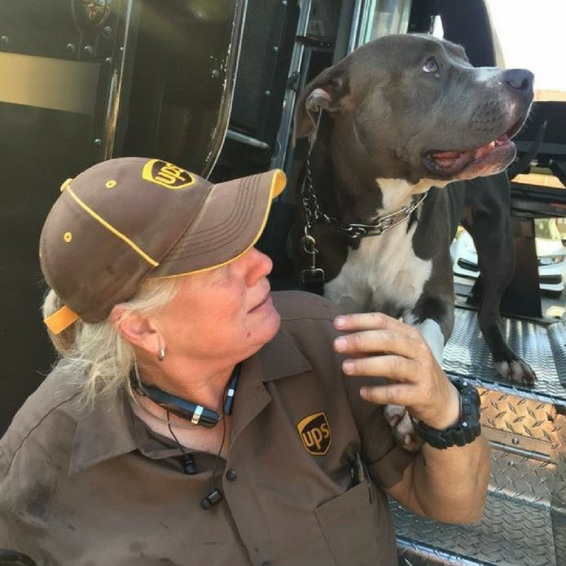 hd."An Unbreakable Bond: UPS Driver Adopts Loyal Pit Bull Who Waited Faithfully After Owner's Passing" - LifeAnimal