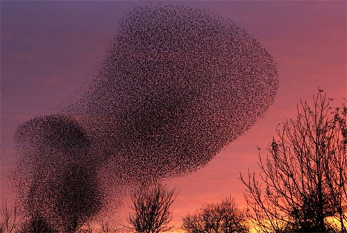 The Mesmerizing Symphony: A Ballet of Countless Starling Birds