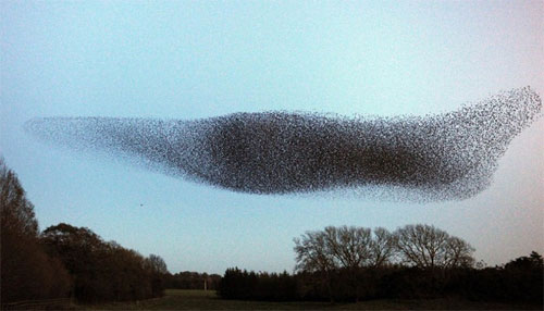 The Mesmerizing Symphony: A Ballet of Countless Starling Birds