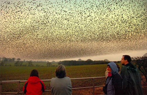 The Mesmerizing Symphony: A Ballet of Countless Starling Birds