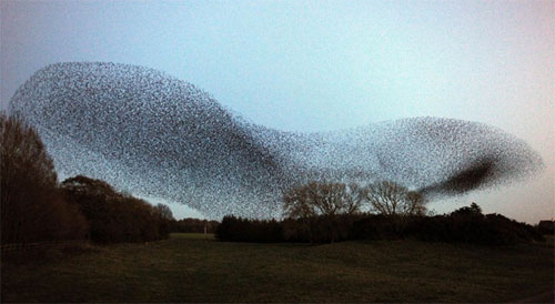 The Mesmerizing Symphony: A Ballet of Countless Starling Birds