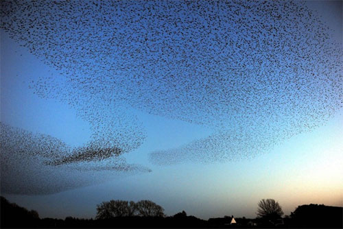 The Mesmerizing Symphony: A Ballet of Countless Starling Birds