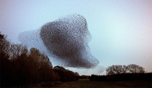 The Mesmerizing Symphony: A Ballet of Countless Starling Birds