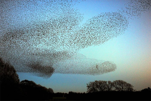 The Mesmerizing Symphony: A Ballet of Countless Starling Birds