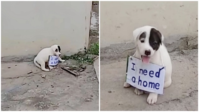 Vulnerable and marked with a sign, a delicate puppy wanders through a deserted street until the compassion of strangers changes his fate forever. - Lillise