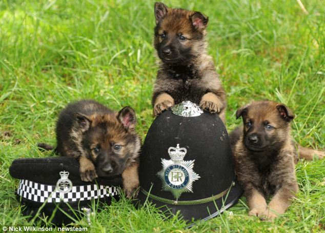 These fierce German Shepherd puppies, destined to serve as the future protectors of law and order, ignite a flame of inspiration, evoking awe at their courage and unwavering devotion. - Lillise