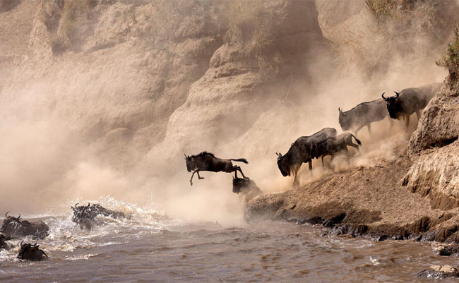 Spectacular Sight: Captivating Photographs of Majestic Animal Migrations - Sporting ABC