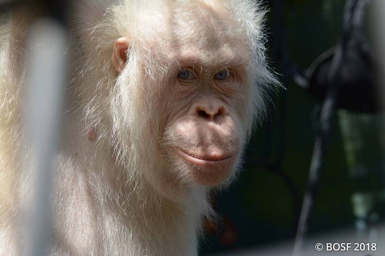 The World's only Living Albino Orangutan Receives a Private Island to Live in Peace