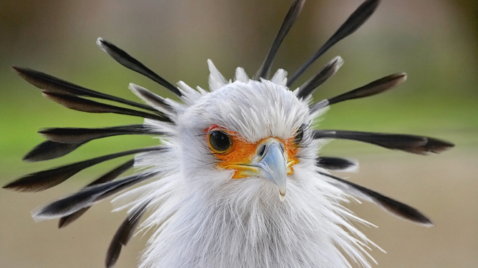 Secretary birds, towering at four feet tall, exhibit remarkable beauty and awe-inspiring ɡгасe. - Sporting ABC