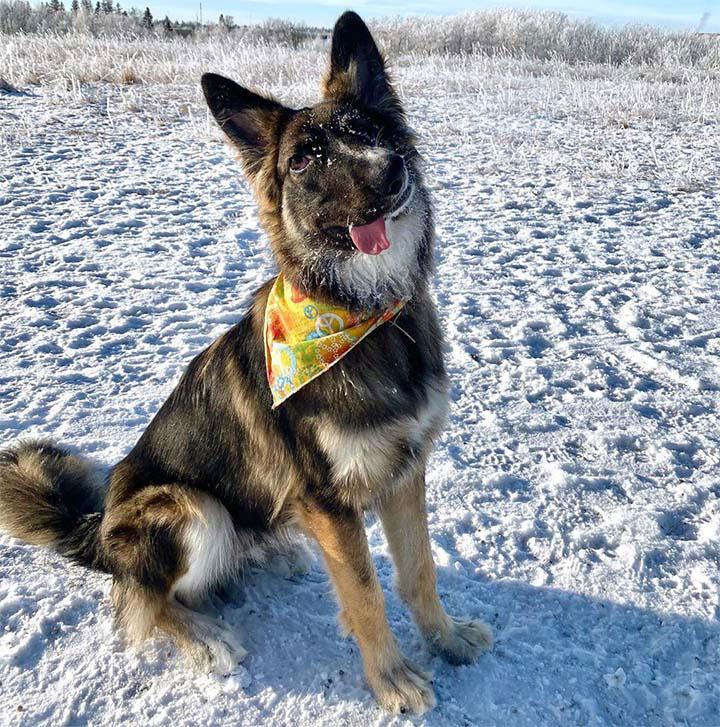 After his mother's attack left his face disfigured, the dog is finally adopted, finding a loving home and a chance for a better life. - Puppies Love