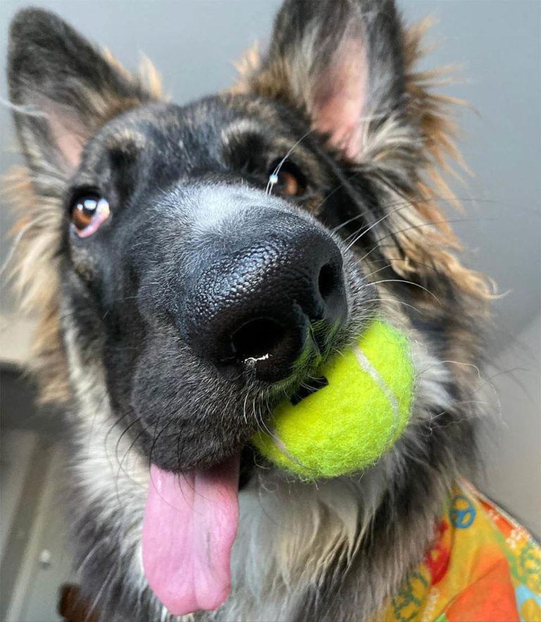 After his mother's attack left his face disfigured, the dog is finally adopted, finding a loving home and a chance for a better life. - Puppies Love