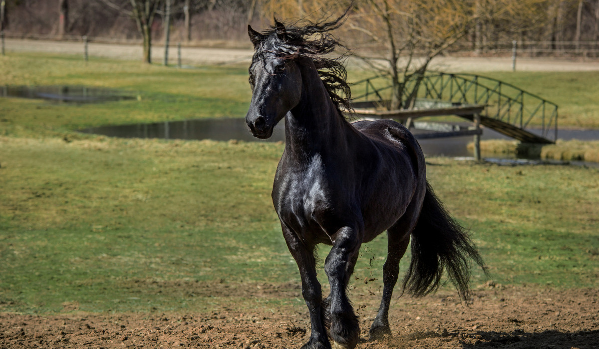 Enchanting Elegance: Discover the Most Coveted Horse Breeds Adorned with Exquisite Long Manes and Tails - Prepare to Be Amazed! (VIDEO)