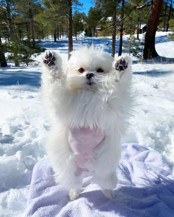 The adorable dog has a unique trait of standing on its hind legs like a human, capturing the hearts of all who see it. – Puppies Love