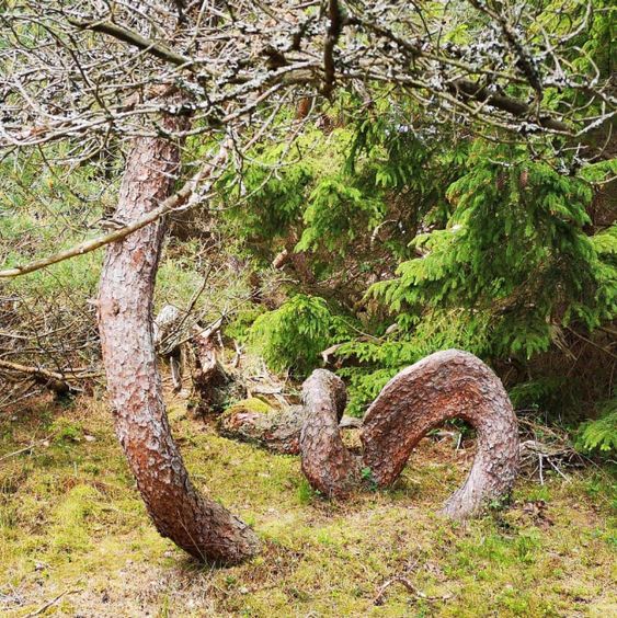 The Astounding Tree with a Flexible Trunk Capable of Creating Elaborate Twists and Knots..D - LifeAnimal