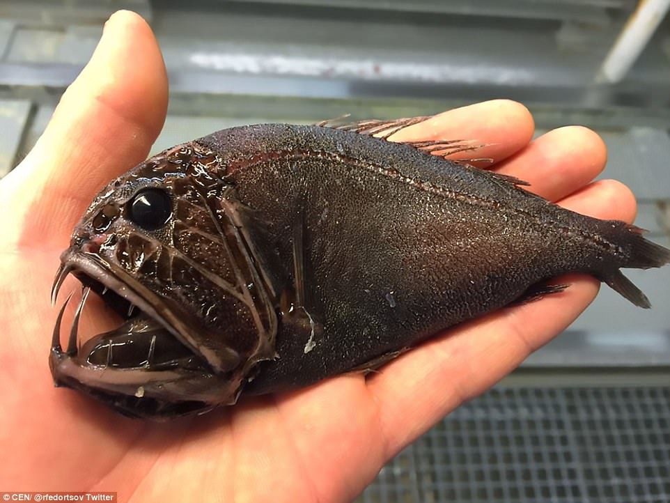 Unbelievable Catch: Fisherman Hooks Giant Fish with Sharp Teeth Larger than Its Own Body! (Video). l - LifeAnimal