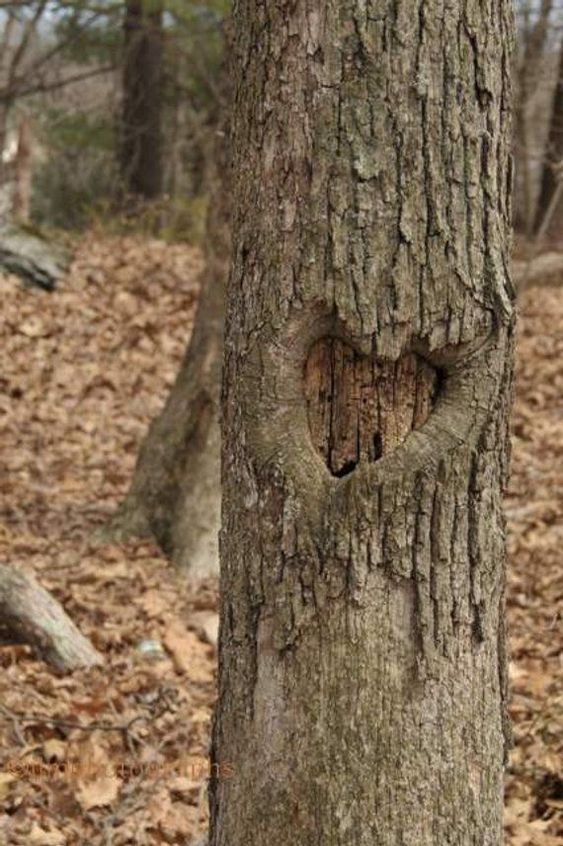 Unveiling Nature's Love Story: The Enigmatic Saga of Heart-Shaped Trees, Symbolizing Enduring Love and Vibrant Vitality