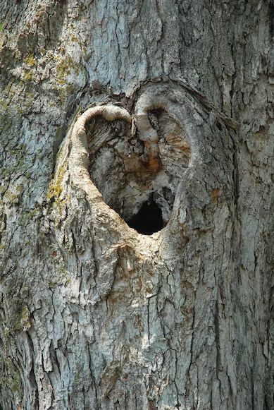 Unveiling Nature's Love Story: The Enigmatic Saga of Heart-Shaped Trees, Symbolizing Enduring Love and Vibrant Vitality