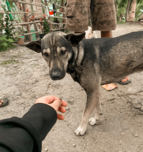 Brave Doggo Blocks Man’s Path & Refuses To Leave, Guides Him To Save Abandoned Baby Nearby