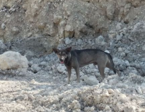 Brave Doggo Blocks Man’s Path & Refuses To Leave, Guides Him To Save Abandoned Baby Nearby