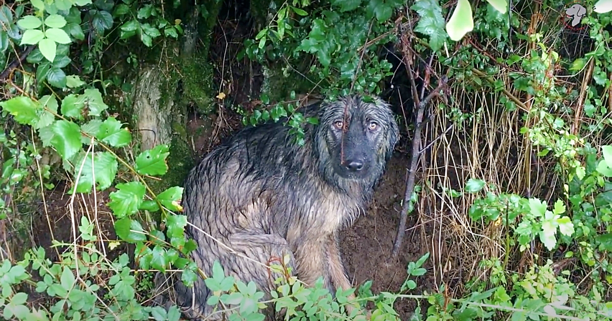 Abandoned Dog's Heartbreaking Loyalty: Waits in Pouring Rain for Family's Return - Puppies Love