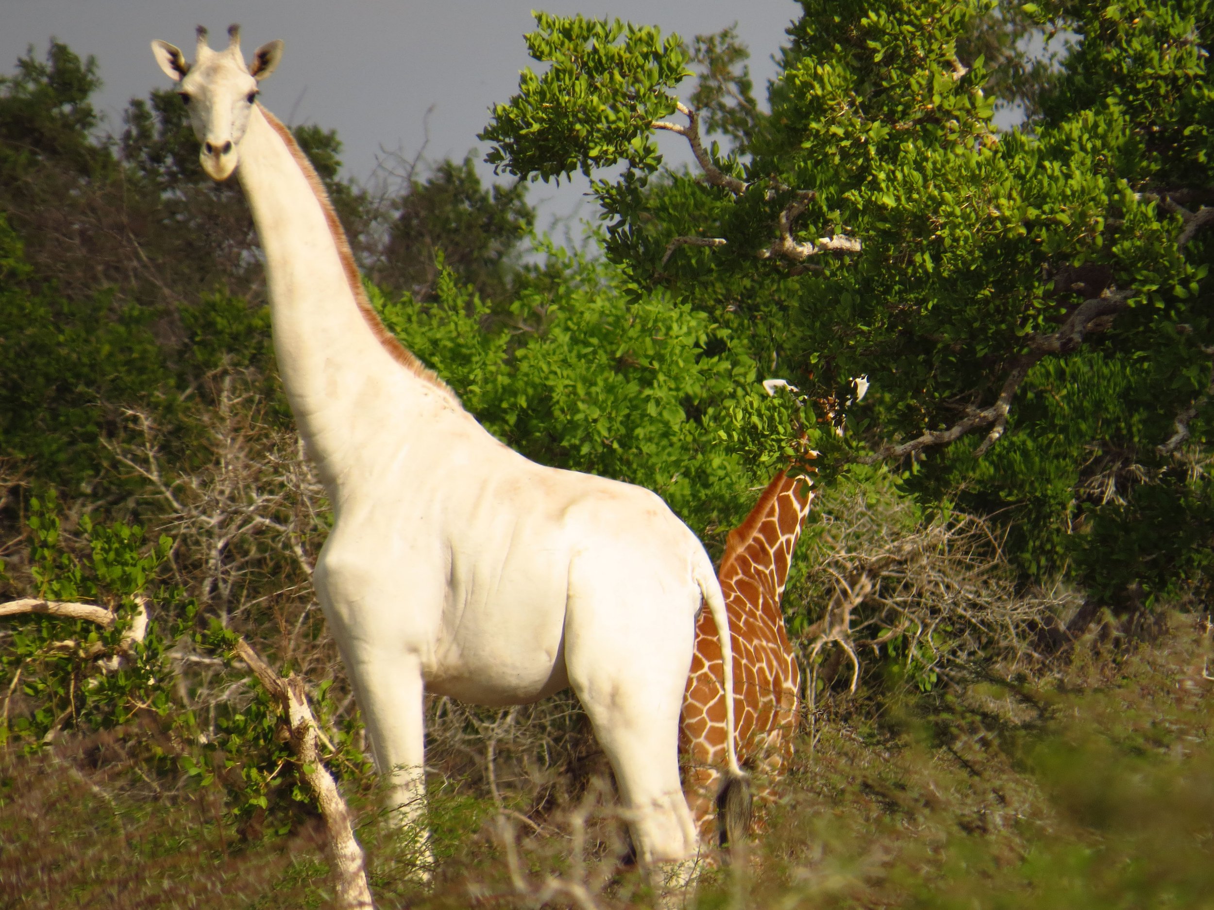 Rare White Giraffe Unearthed in Tanzania: A Remarkable Discovery - Sporting ABC