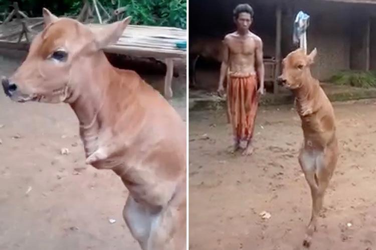 Incredible Discovery: Upright-Walking Cow with Two Legs Leaves Scientists in Awe (VIDEO). l - LifeAnimal