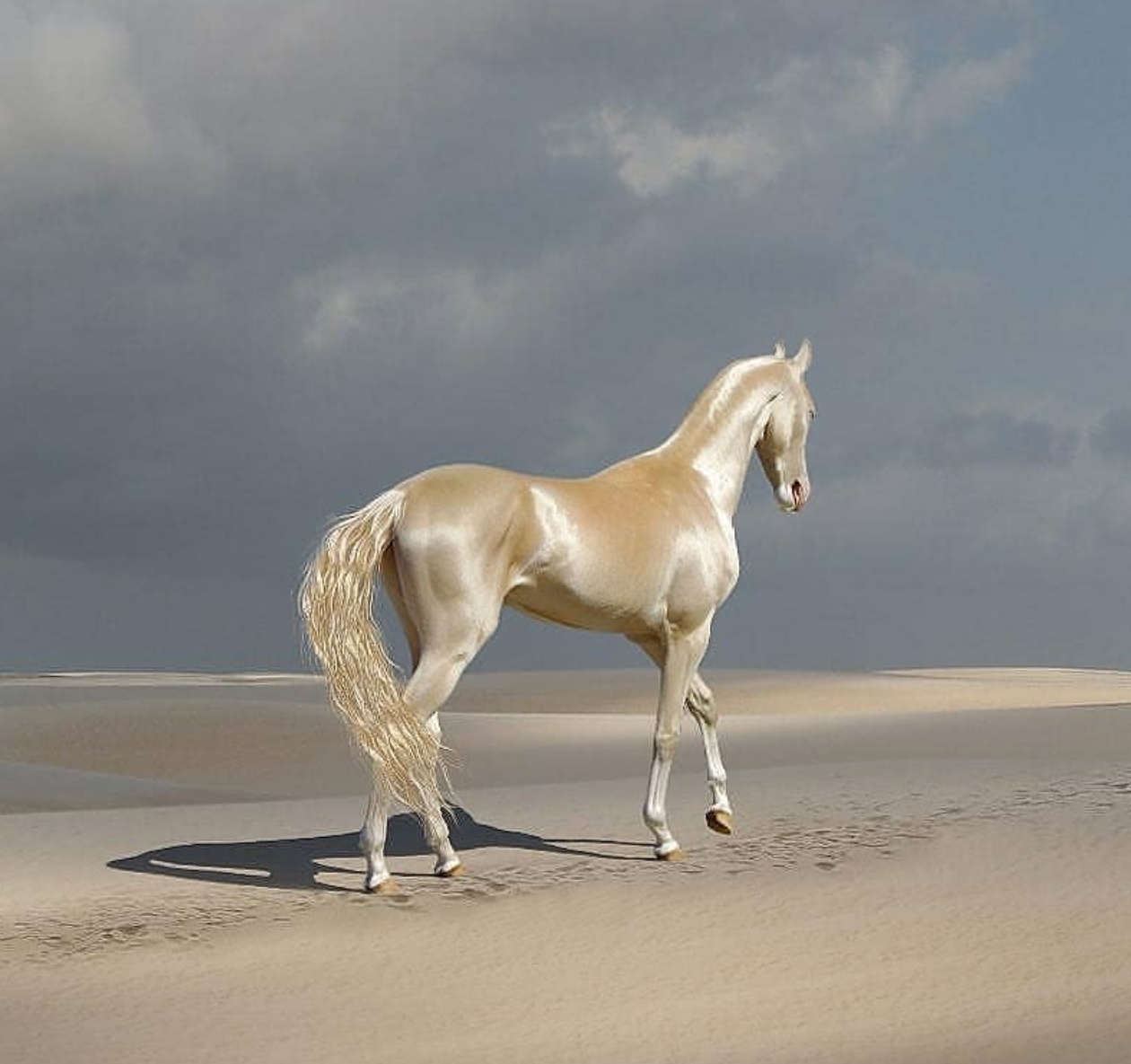 Revealing the Enchanted Elegance: Witness the Turkish Horse, a Gilded Masterpiece of Equine Beauty (Video)