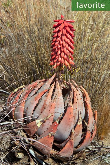 The forest aloe ѕрeсіeѕ lives strongly and grows large in the desert lands for huge flowers once a year – Way Daily