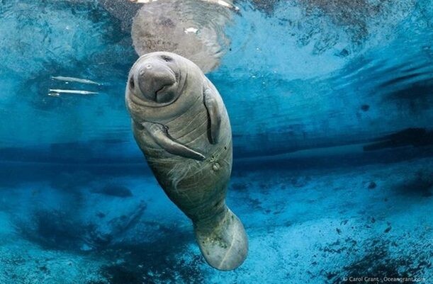 Astounding Image: Fish with Flat Brain Resembles Sci-Fi Film Monster - Sporting ABC