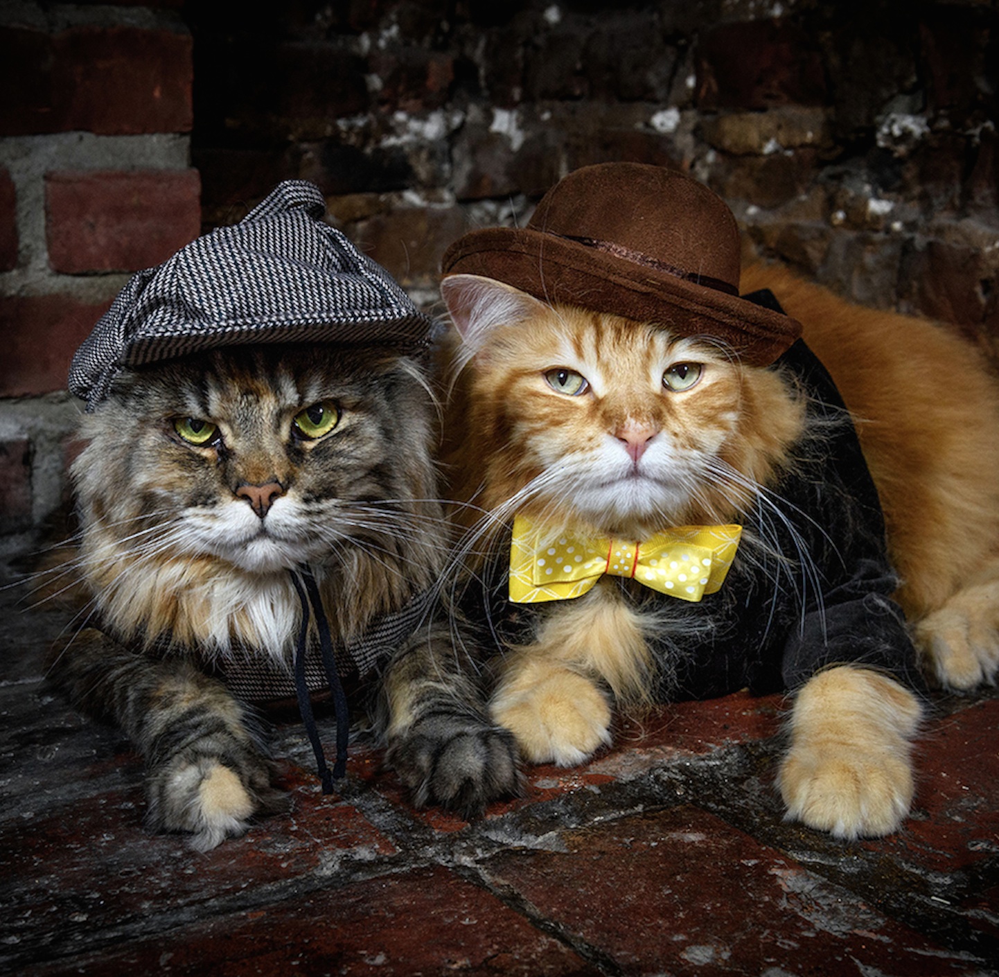 A Close Encounter with Artemis and Apollo, the Maine Coon Duo Who Rule Instagram - Yeudon