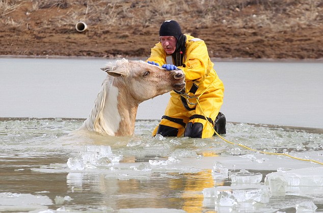 Touching Display of Compassion: Humanity Unites to Save Horse Trapped in Frozen Creek [Video]