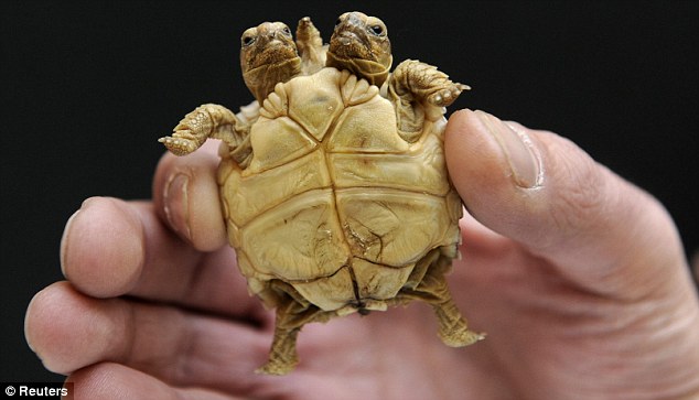 Mutant Turtle Born with Two Heads Confuses People