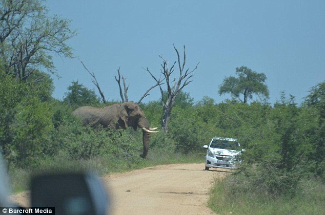 Unforgettable Safari Moment: Ferocious Elephant Display Leaves British Tourists in Awe and Chaos..D - LifeAnimal