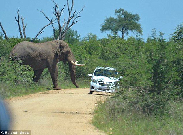 Unforgettable Safari Moment: Ferocious Elephant Display Leaves British Tourists in Awe and Chaos..D - LifeAnimal