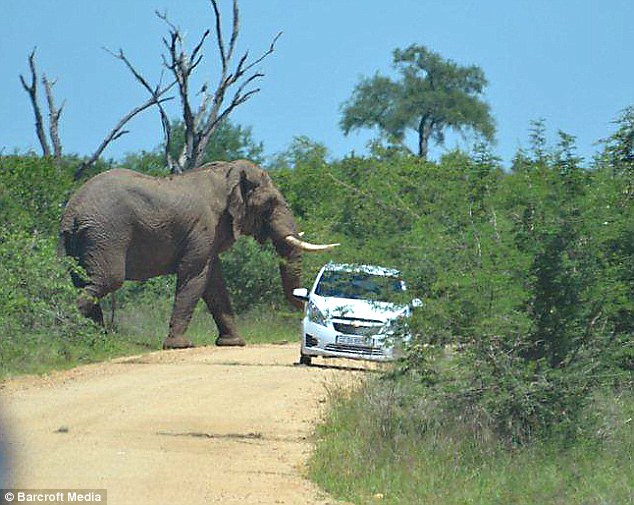 Unforgettable Safari Moment: Ferocious Elephant Display Leaves British Tourists in Awe and Chaos..D - LifeAnimal