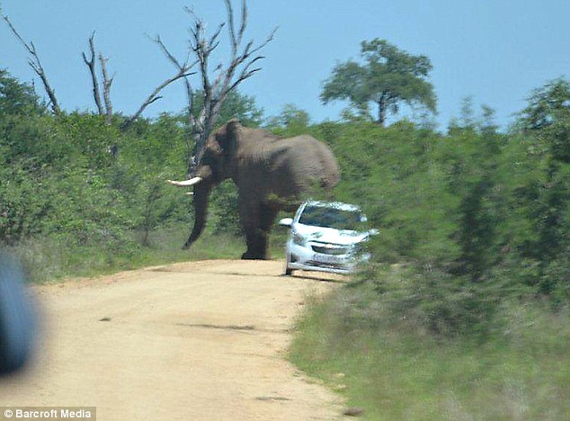 Unforgettable Safari Moment: Ferocious Elephant Display Leaves British Tourists in Awe and Chaos..D - LifeAnimal