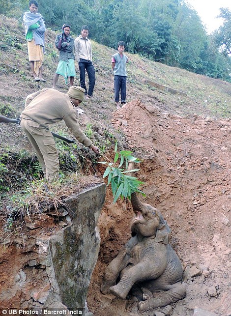 Local Villagers Rescue Baby Elephant After Falling into Ditch - Sporting ABC