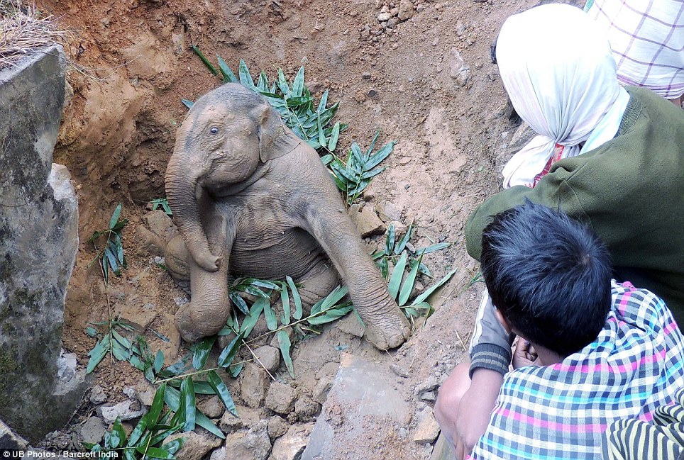 Local Villagers Rescue Baby Elephant After Falling into Ditch - Sporting ABC