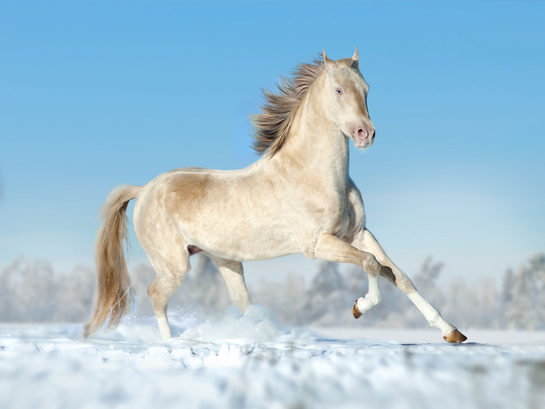 Whispers of Elegance: The Enigmatic Golden Akhal-Teke Horse and Its Spellbinding Secrets