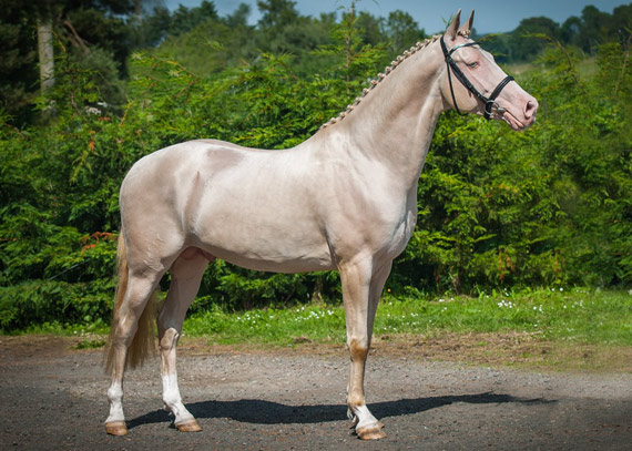 Whispers of Elegance: The Enigmatic Golden Akhal-Teke Horse and Its Spellbinding Secrets