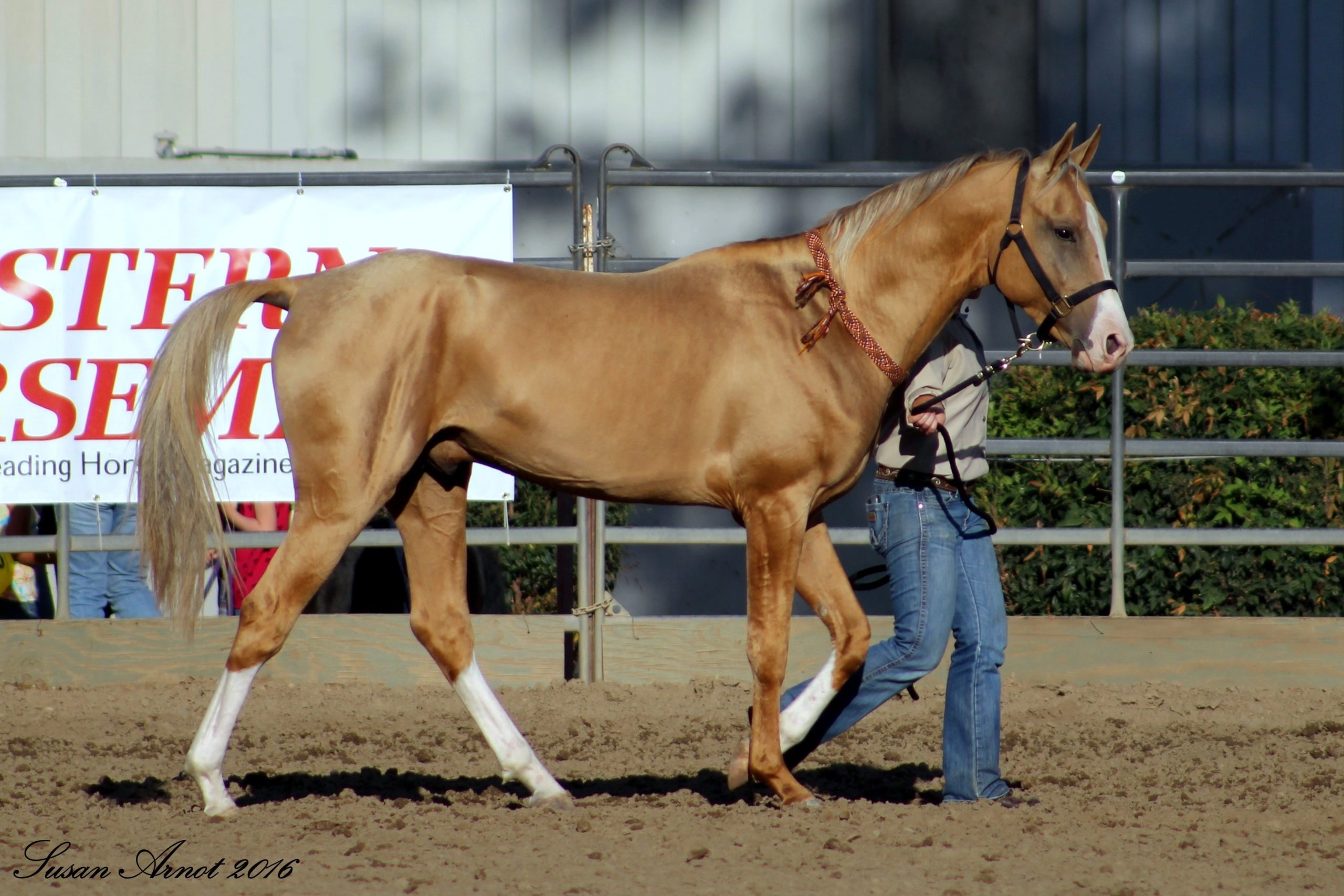 Whispers of Elegance: The Enigmatic Golden Akhal-Teke Horse and Its Spellbinding Secrets