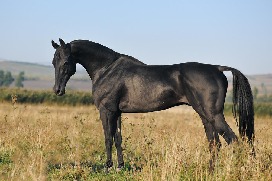 Whispers of Elegance: The Enigmatic Golden Akhal-Teke Horse and Its Spellbinding Secrets