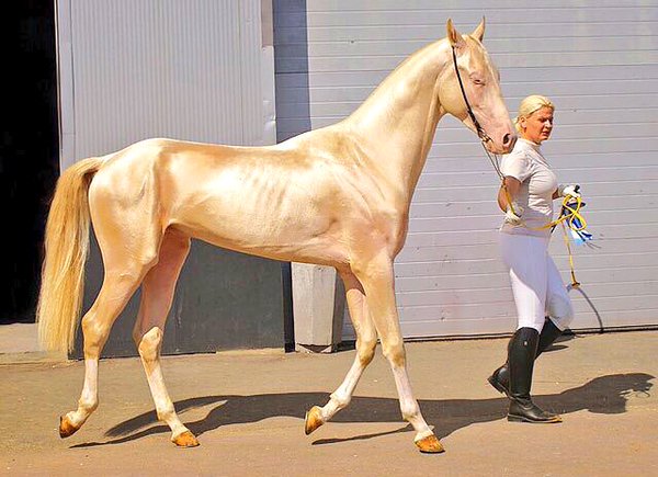 Whispers of Elegance: The Enigmatic Golden Akhal-Teke Horse and Its Spellbinding Secrets